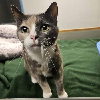 Hazel -  Domestic Short Hair Cat for Adoption in Suffolk, Virginia - Hazel | PetCurious