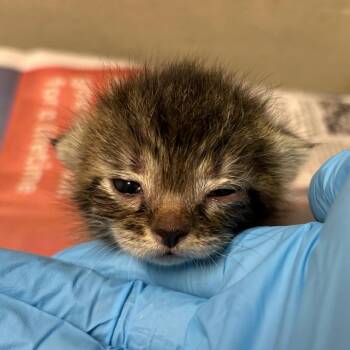 Mango -  Domestic Short Hair Cat for Adoption in Yuma, Arizona - Mango | PetCurious