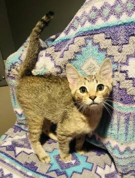 Mocha -  Domestic Short Hair Cat for Adoption in Saint Clair, Michigan - Mocha | PetCurious