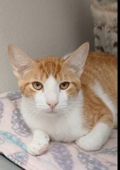 Anemone -  Tabby Cat for Adoption in Bay City, Michigan - Anemone | PetCurious