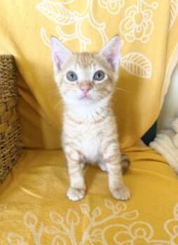 Domestic Short Hair Cats Available for Adoption in Honolulu, Hawaii - Bontenmaru | PetCurious