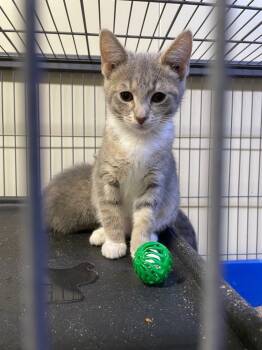 Rescue Domestic Short Hair Cats for Adoption in Portland, Indiana - Skie | PetCurious