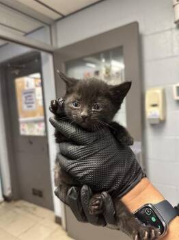 Domestic Short Hair Cats Available for Adoption in Stockton, California - EMMA | PetCurious