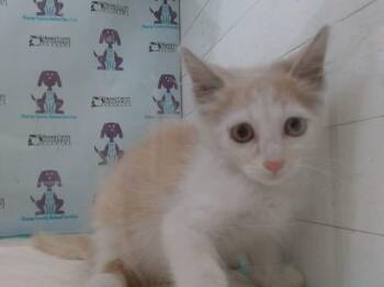 BOSTON -  Domestic Short Hair Cat for Adoption in Orlando, Florida - BOSTON | PetCurious