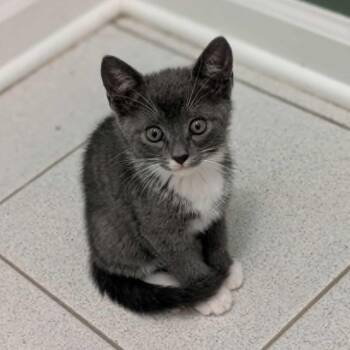 Sushi 4738 -  American Shorthair Cat for Adoption in Columbus, Georgia - Sushi 4738 | PetCurious