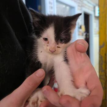 Domestic Short Hair Cats Available for Adoption in Eureka Springs, Arkansas - Pouncy | PetCurious