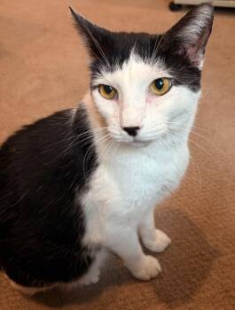 Domestic Short Hair Cats Available for Adoption in The Woodlands, Texas - Lyndon | PetCurious