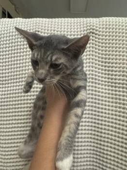 Badger -  Domestic Short Hair Cat for Adoption in Honolulu, Hawaii - Badger | PetCurious