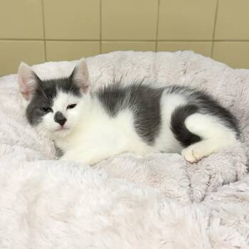 Koala -  Domestic Short Hair Cat for Adoption in East Hampton, New York - Koala | PetCurious
