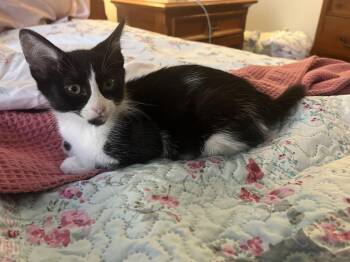 Octavia -  Domestic Short Hair Cat for Adoption in Wheaton, Illinois - Octavia | PetCurious