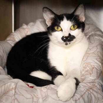 Rescue Domestic Short Hair Cats for Adoption in Wilmington, North Carolina - Mama Mia | PetCurious