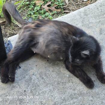 Domestic Short Hair Cats Available for Adoption - MAGNOLIA | PetCurious