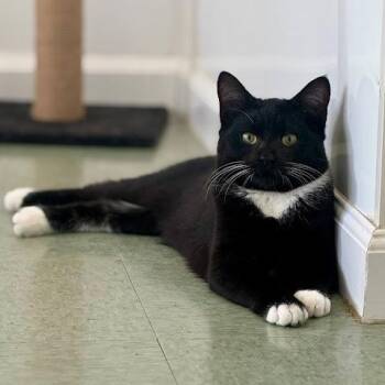 American Shorthair Cats Available for Adoption in Bethel, Connecticut - Elmer | PetCurious