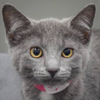 Russian Blue and Domestic Short Hair Cats Available for Adoption in Huntley, Illinois - Snowberry | PetCurious