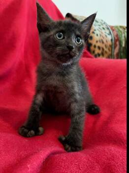 Batman -  Domestic Short Hair and Extra Toes Cat Hemingway Polydactyl Cat for Adoption in St. Augustine, Florida - Batman | PetCurious