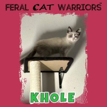 Khole -  Domestic Medium Hair Cat for Adoption in Kingman, Arizona - Khole | PetCurious