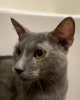 Acadia -  Domestic Short Hair Cat for Adoption in Rossville, Georgia - Acadia | PetCurious