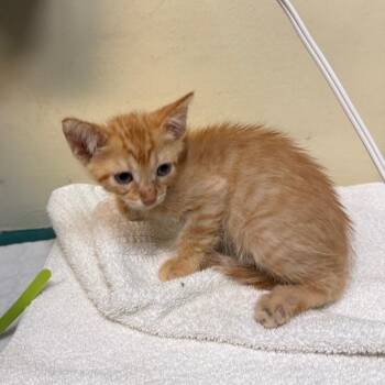 Red Collar -  Domestic Short Hair Cat for Adoption in Pasadena, California - Red Collar | PetCurious