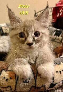 Rescue Siamese Cats for Adoption in Owasso, Oklahoma - Pixie | PetCurious