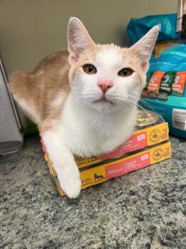 Rescue Domestic Short Hair Cats for Adoption in Neosho, Missouri - Max | PetCurious