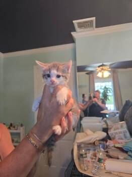Willie -  Domestic Short Hair Cat for Adoption in Clifton, New Jersey - Willie | PetCurious