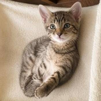 Penni -  Domestic Short Hair Cat for Adoption in Liverpool, Texas - Penni | PetCurious