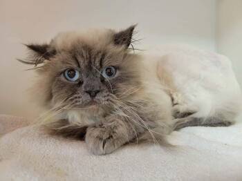 Jules -  Himalayan Cat for Adoption in Delson, Quebec - Jules | PetCurious