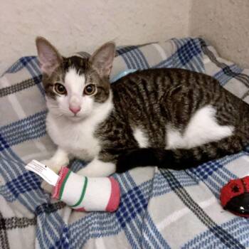 Domestic Short Hair Cats Available for Adoption - Cosine | PetCurious