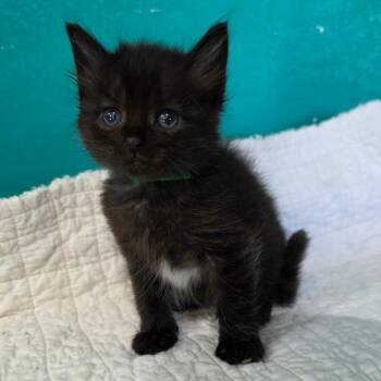 Domestic Long Hair Cats Available for Adoption in Jefferson City, Tennessee - Peter Parker | PetCurious