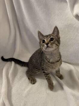 Zag WM -  Domestic Short Hair Cat for Adoption in Greenville, South Carolina - Zag WM | PetCurious
