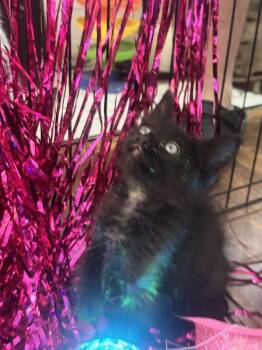 Bruno -  Domestic Short Hair Cat Available for Adoption in Wilmington, North Carolina - Bruno | PetCurious