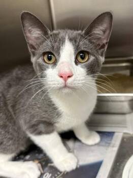 Aramina -  Domestic Short Hair Cat for Adoption in Wichita, Kansas - Aramina | PetCurious
