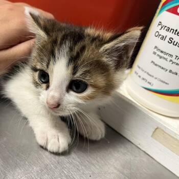 Golden -  Domestic Short Hair Cat for Adoption in Chattanooga, Tennessee - Golden | PetCurious