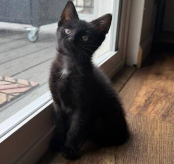 ECLAIR -  Domestic Short Hair Cat for Adoption in Colorado Springs, Colorado - ECLAIR | PetCurious