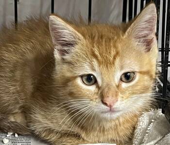 Soda Pop -  Domestic Short Hair Cat for Adoption in Williamsburg, Virginia - Soda Pop | PetCurious