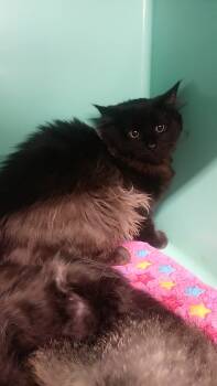 Rescue Domestic Long Hair Cats for Adoption in Wasilla, Alaska - Axel (Surprise Cat #1) | PetCurious