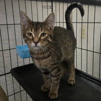 Pringles -  Domestic Short Hair Cat for Adoption in Reeseville, Wisconsin - Pringles | PetCurious