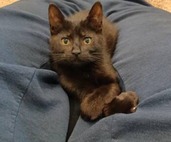 Enzo -  Domestic Medium Hair Cat for Adoption in Kennewick, Washington - Enzo | PetCurious