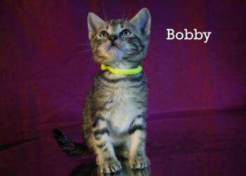 Bobby -  American Shorthair Cat for Adoption in York, Nebraska - Bobby | PetCurious