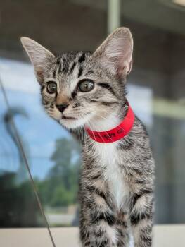 Domestic Short Hair Cats Available for Adoption in Kingsland, Georgia - Samantha | PetCurious