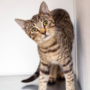 Mason -  Domestic Short Hair Cat for Adoption in Hattiesburg, Mississippi - Mason | PetCurious