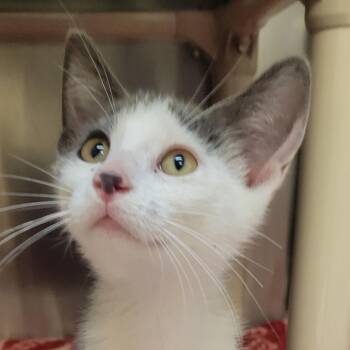 Waffles -  Domestic Short Hair Cat for Adoption in Milan, Illinois - Waffles | PetCurious