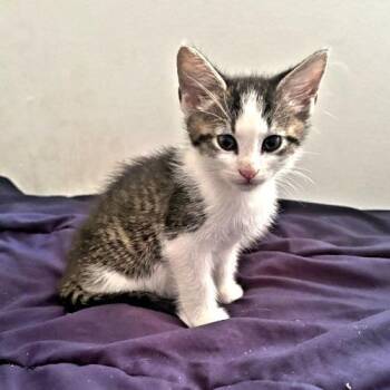 Marley -  Tabby Cat for Adoption in Rutherfordton, North Carolina - Marley | PetCurious