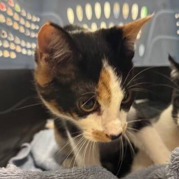 Domestic Short Hair Cats Available for Adoption in York, Pennsylvania - Morey Eel | PetCurious