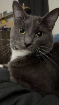 Domestic Short Hair Cats Available for Adoption - Daphne | PetCurious