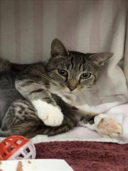 DIGESTIVE SYSTEM -  Domestic Short Hair Cat for Adoption in Derwood, Maryland - DIGESTIVE SYSTEM | PetCurious