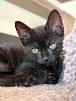 Jiggy -  Domestic Short Hair Cat for Adoption in Sebastian, Florida - Jiggy | PetCurious