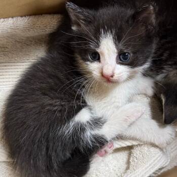 Chandler -  Domestic Short Hair Cat for Adoption in Desert Hot Springs, California - Chandler | PetCurious