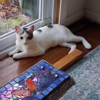 Rescue Domestic Short Hair Cats for Adoption in Lake Orion, Michigan - Cotton | PetCurious