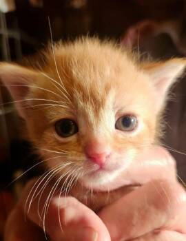 Domestic Short Hair Cats Available for Adoption in Gladwin, Michigan - Kitten 2 | PetCurious